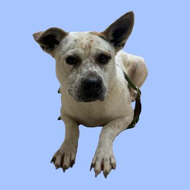 Tuscstray thumbnail 2