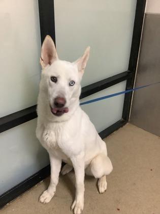 Pippin — thumbnail 2