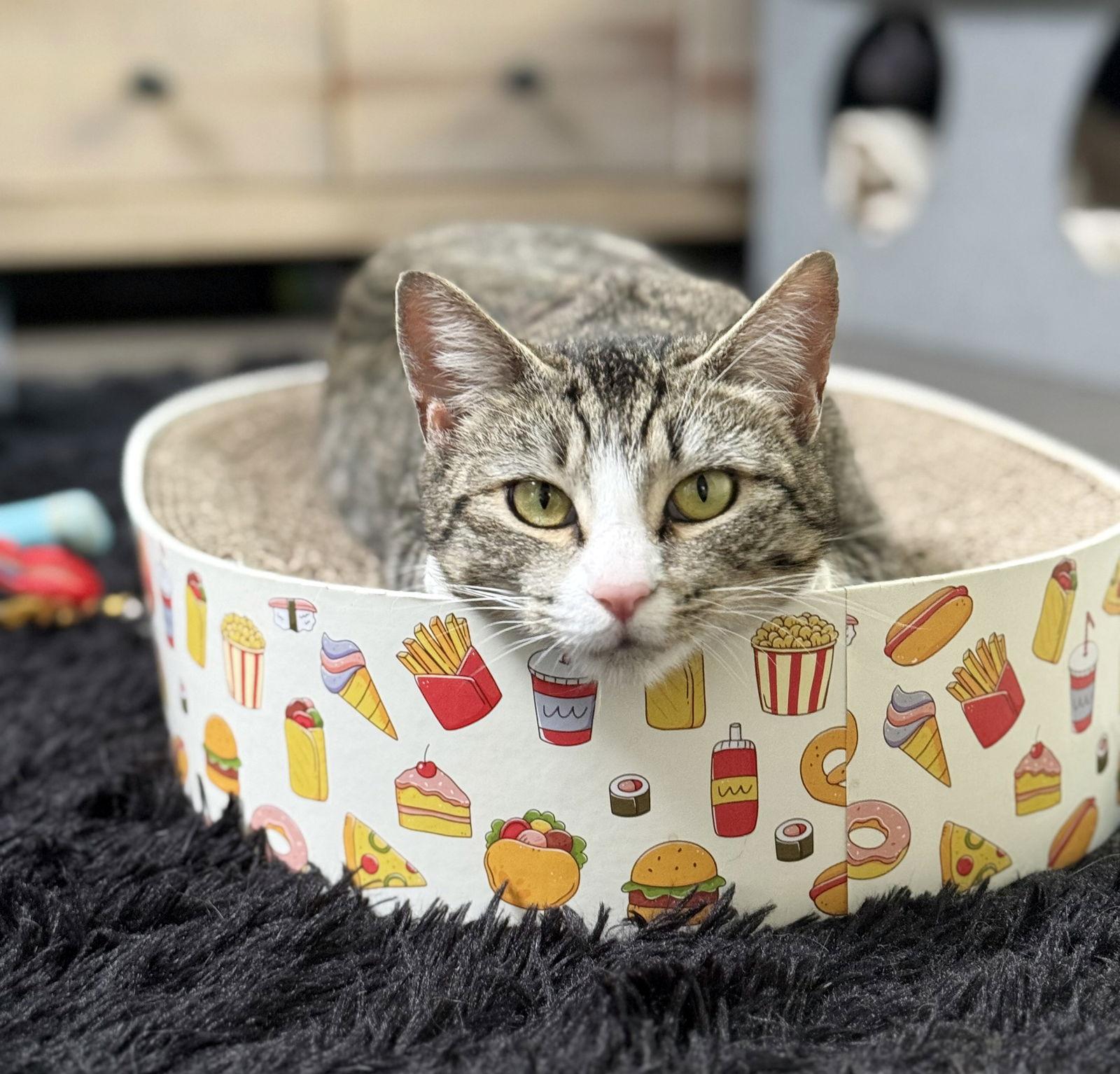 Janny, Adoptable, Young Female Tabby.