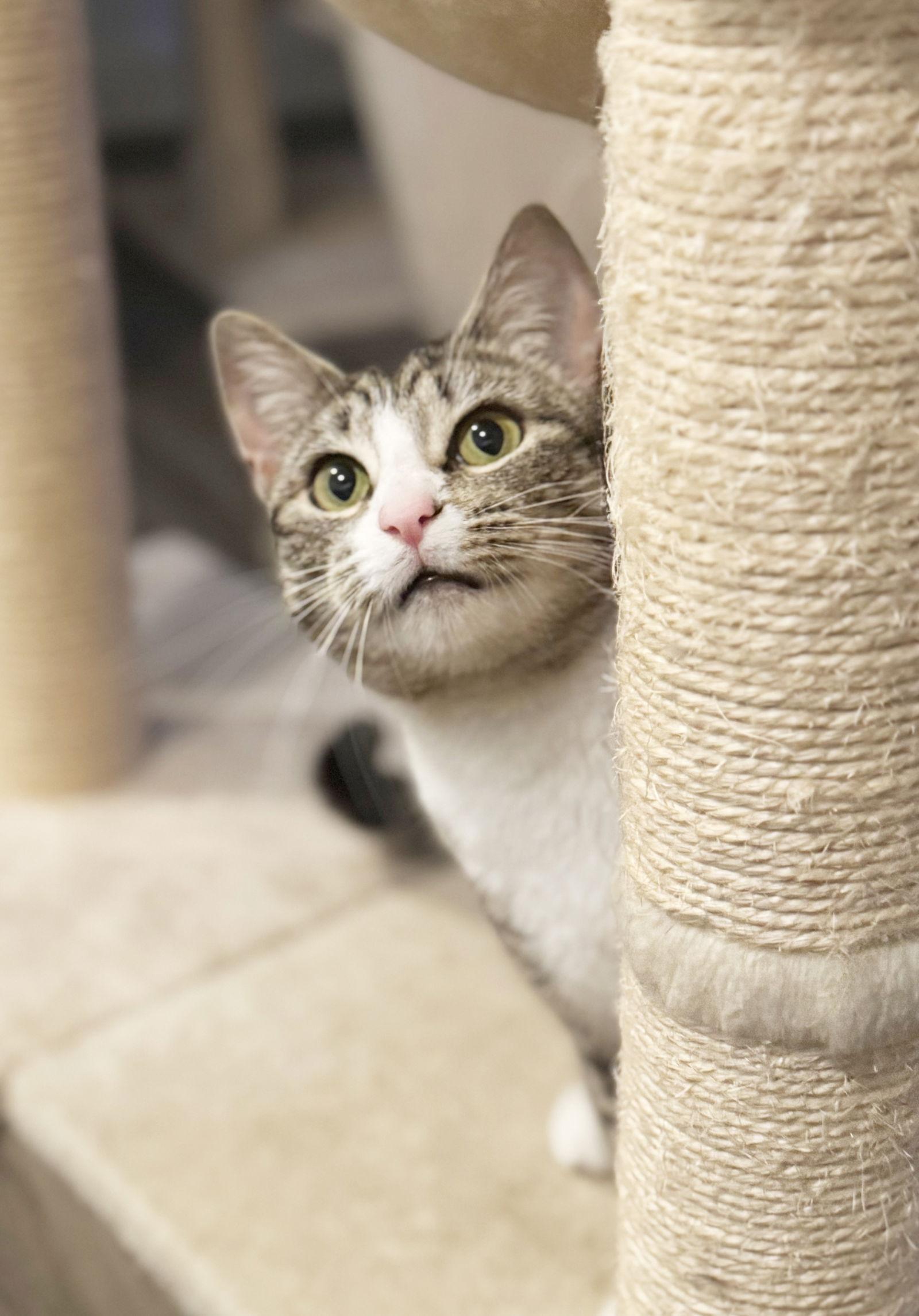 Enlarge Janny, a Adoptable Tabby in Alameda, CA image 2/3