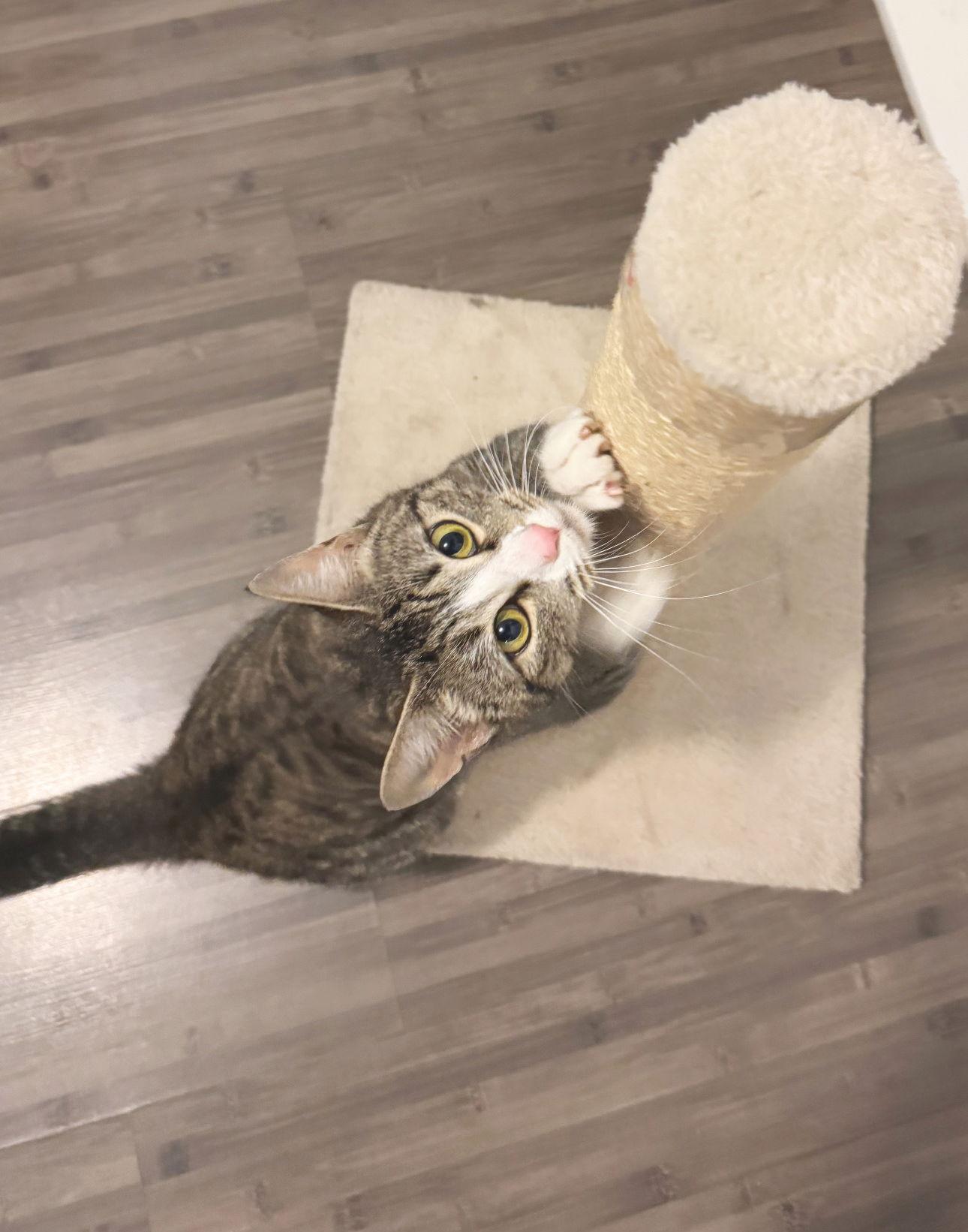 Enlarge Janny, a Adoptable Tabby in Alameda, CA image 3/3