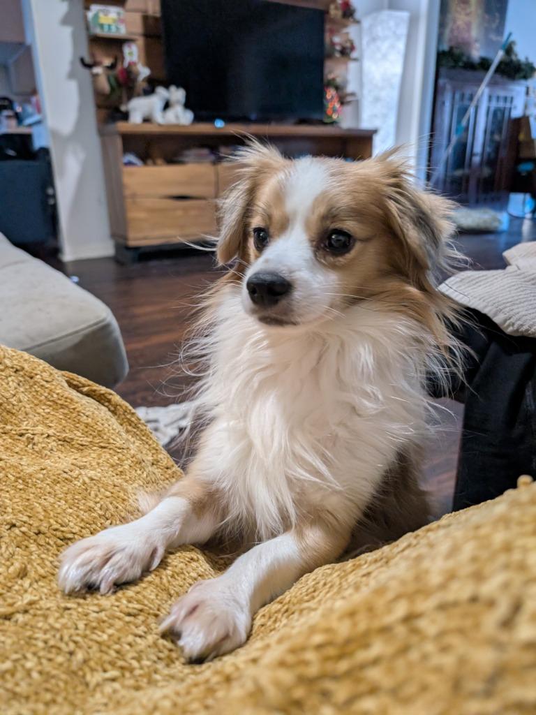 Enlarge Nugget, a Adoptable mixed breed in Bryan, TX image 1/6