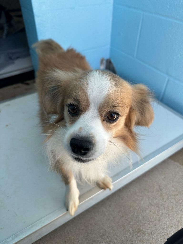 Enlarge Nugget, a Adoptable mixed breed in Bryan, TX image 2/6