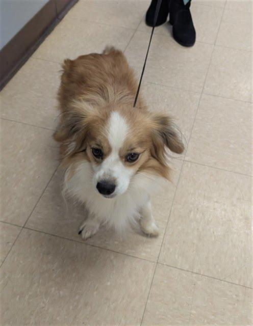 Enlarge Nugget, a Adoptable mixed breed in Bryan, TX image 3/6