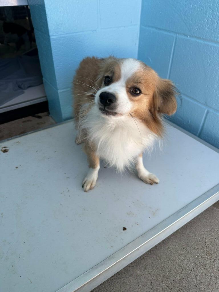 Enlarge Nugget, a Adoptable mixed breed in Bryan, TX image 4/6