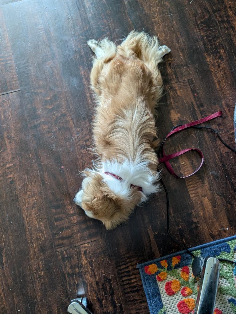 Enlarge Nugget, a Adoptable mixed breed in Bryan, TX image 5/6