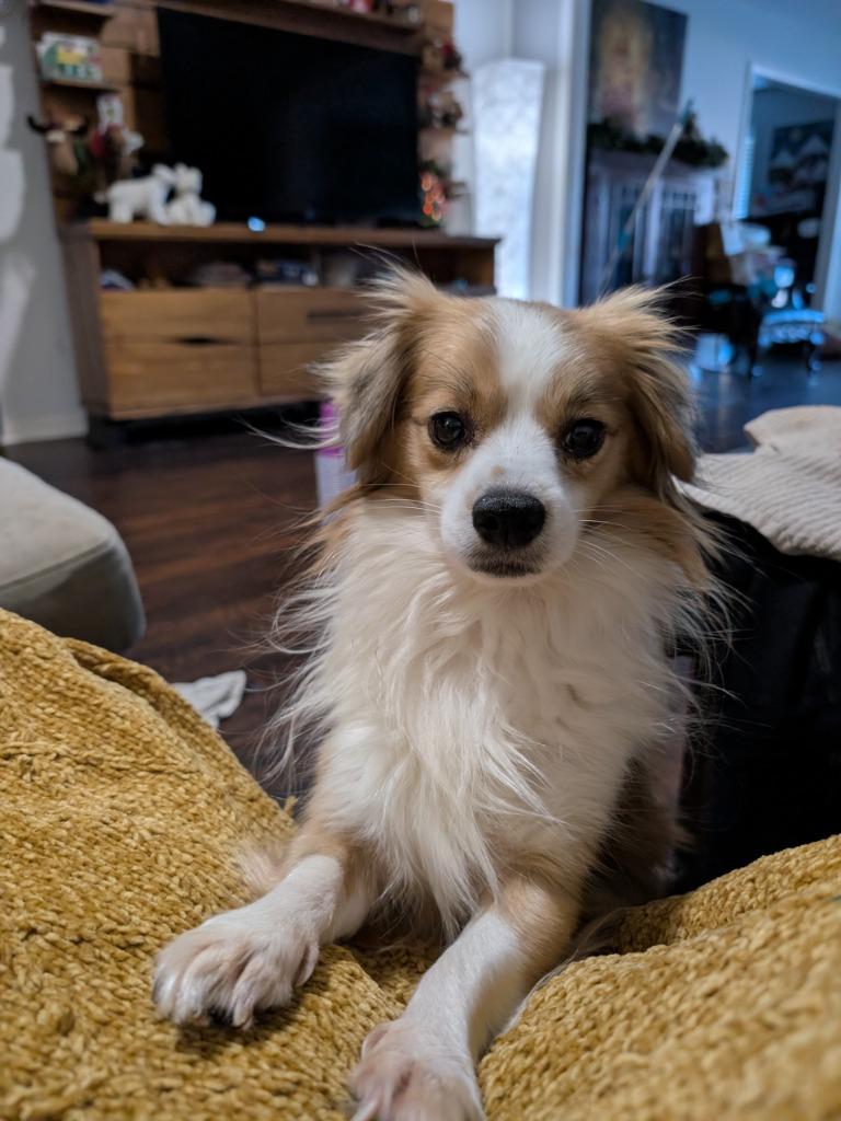 Enlarge Nugget, a Adoptable mixed breed in Bryan, TX image 6/6