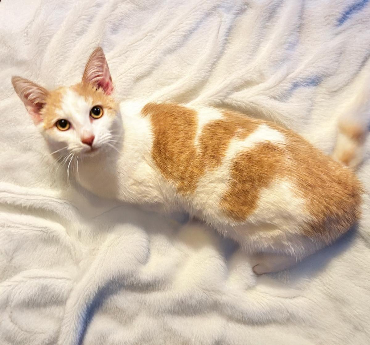 Enlarge Butters, a ADOPTABLE Domestic Short Hair in Durham, NC image 6/6