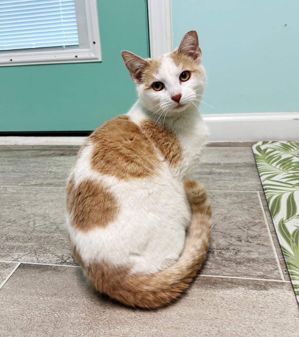 Enlarge Butters, a ADOPTABLE Domestic Short Hair in Durham, NC image 3/6