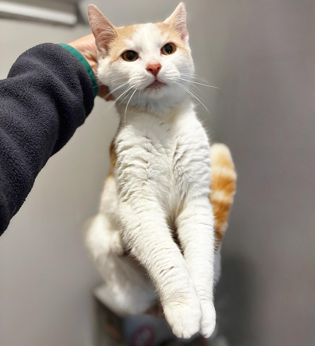 Enlarge Butters, a ADOPTABLE Domestic Short Hair in Durham, NC image 4/6