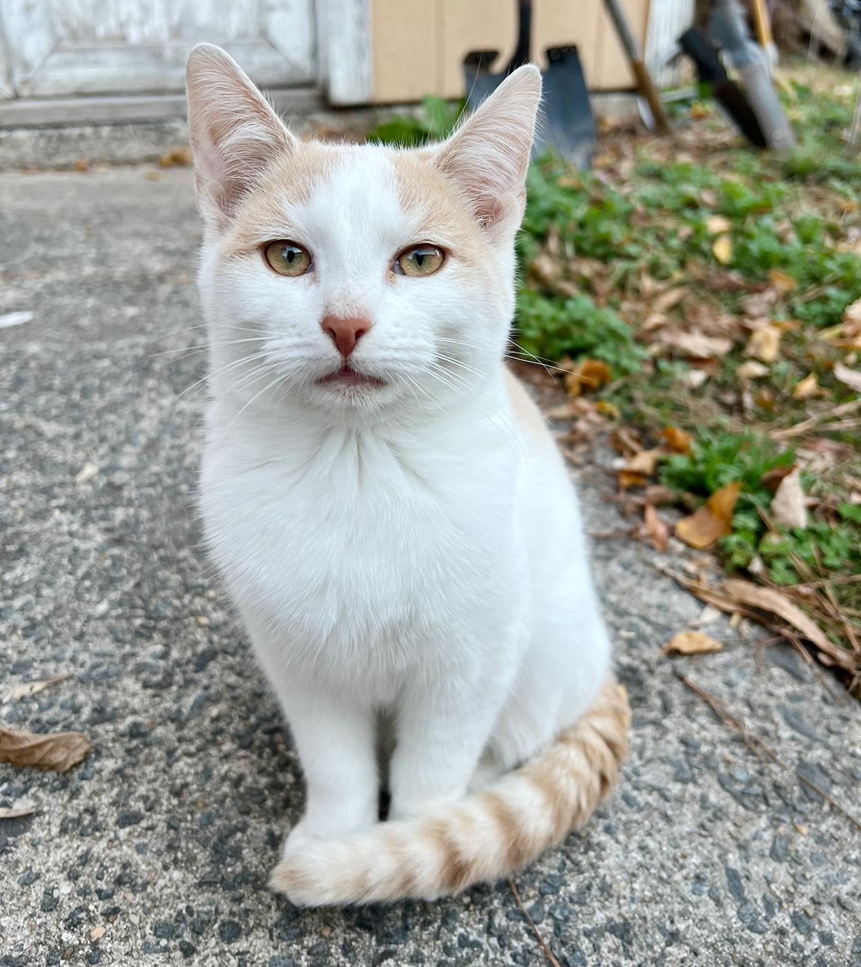 Enlarge Butters, a ADOPTABLE Domestic Short Hair in Durham, NC image 5/6