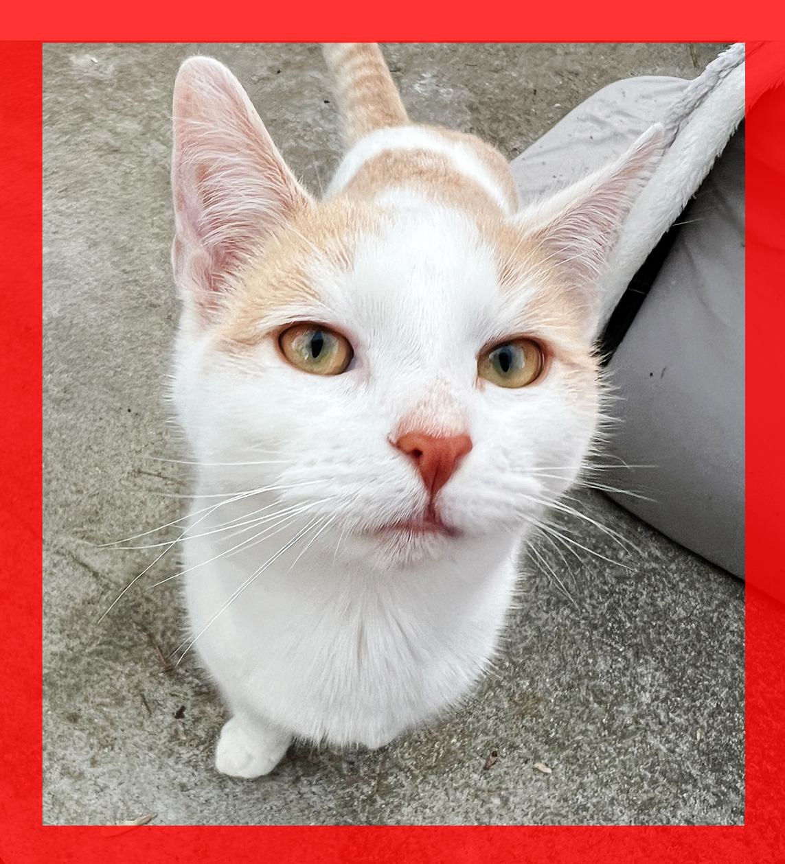 Butters, ADOPTABLE, Kitten Male Domestic Short Hair.