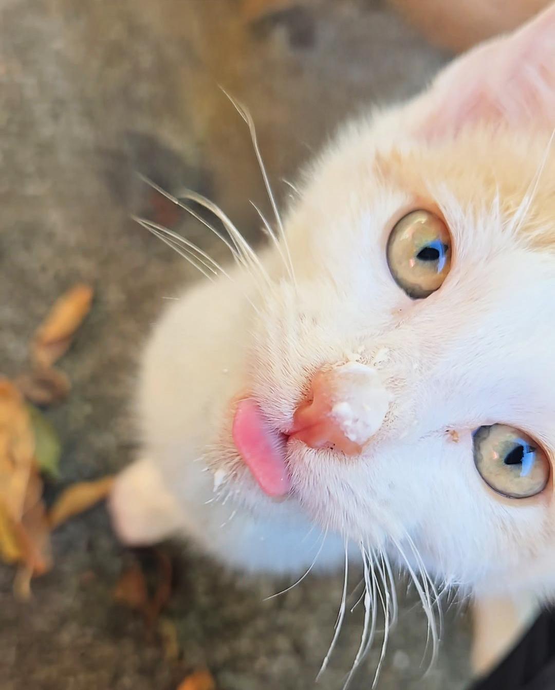 Enlarge Butters, a ADOPTABLE Domestic Short Hair in Durham, NC image 2/6