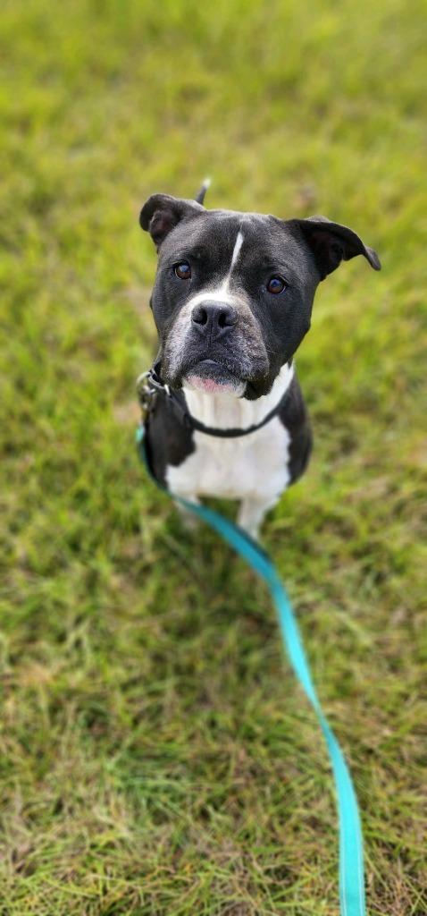 Enlarge QUEEN LUCI, a Adoptable American Bulldog in Marianna, FL image 1/4