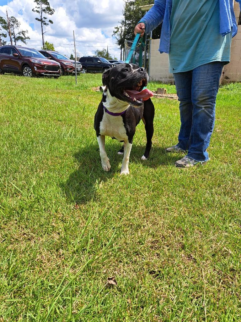 Enlarge QUEEN LUCI, a Adoptable American Bulldog in Marianna, FL image 2/4