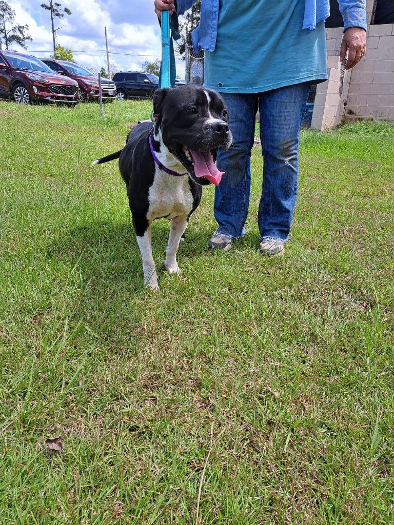 Enlarge QUEEN LUCI, a Adoptable American Bulldog in Marianna, FL image 3/4