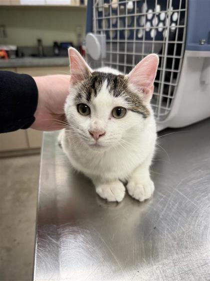 Enlarge Gene, a Adoptable mixed breed in Hutchinson, KS image 1/3