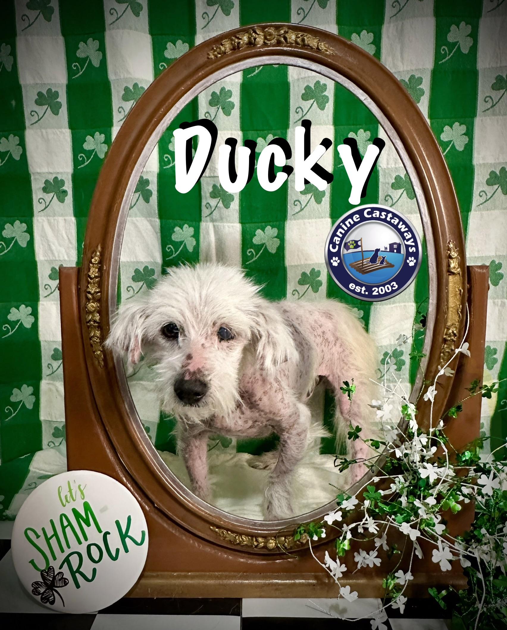 Ducky, a ADOPTABLE mixed breed in Arcadia, FL image 4/4