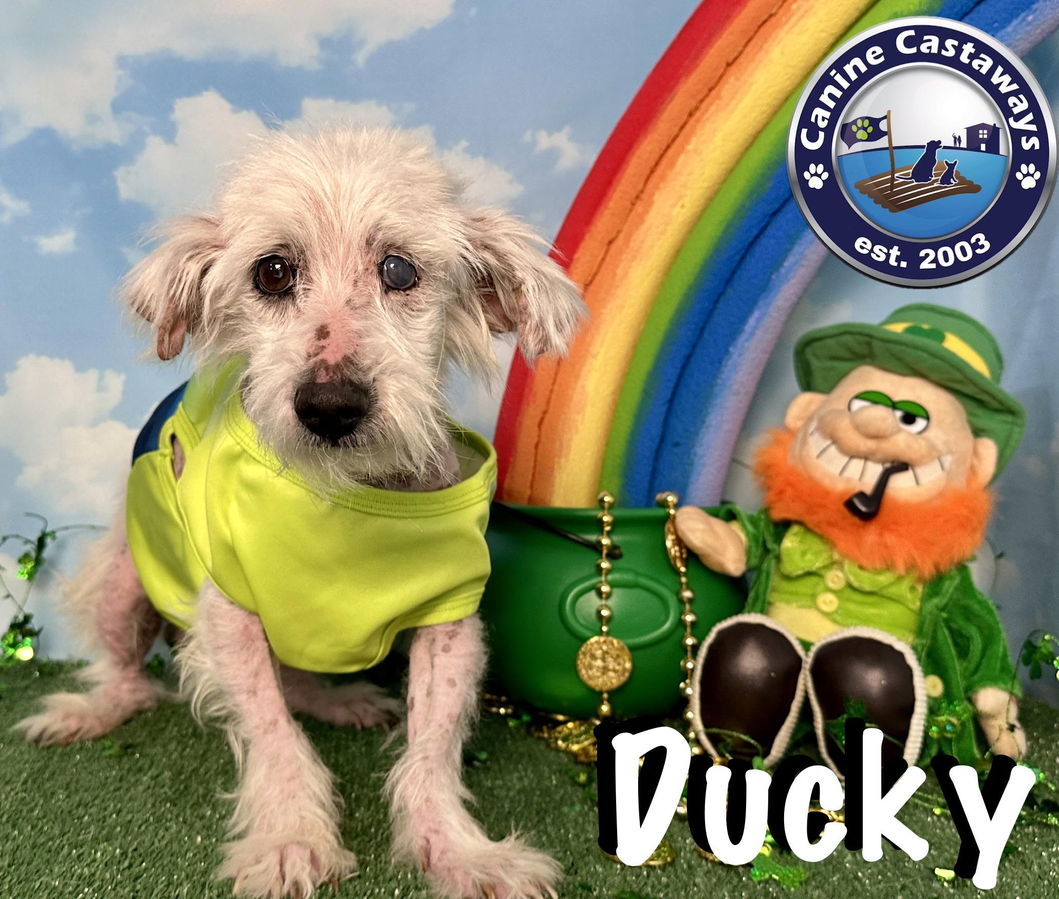 Ducky, a ADOPTABLE mixed breed in Arcadia, FL image 1/4