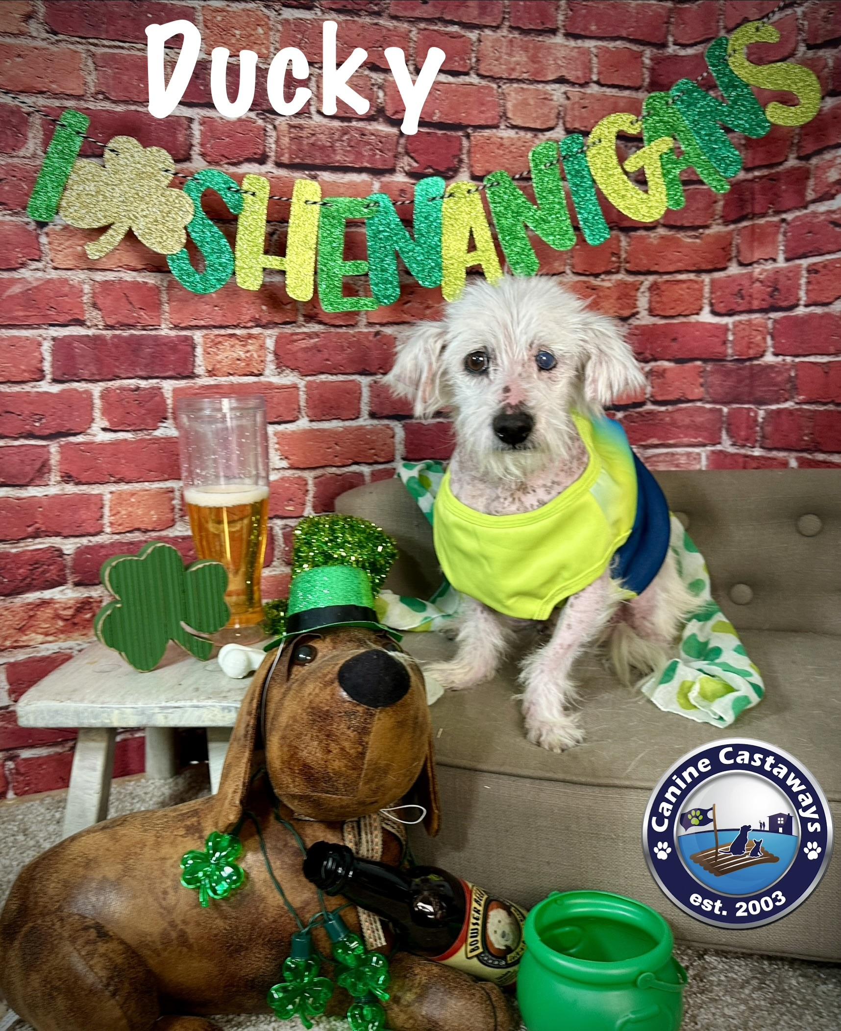 Ducky, a ADOPTABLE mixed breed in Arcadia, FL image 2/4