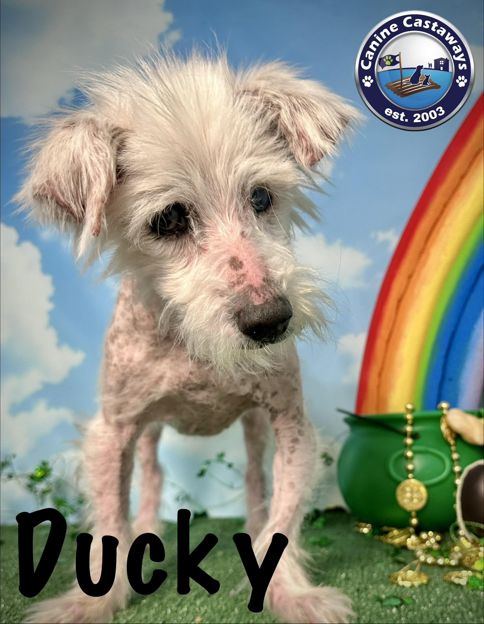 Ducky, a ADOPTABLE mixed breed in Arcadia, FL image 3/4
