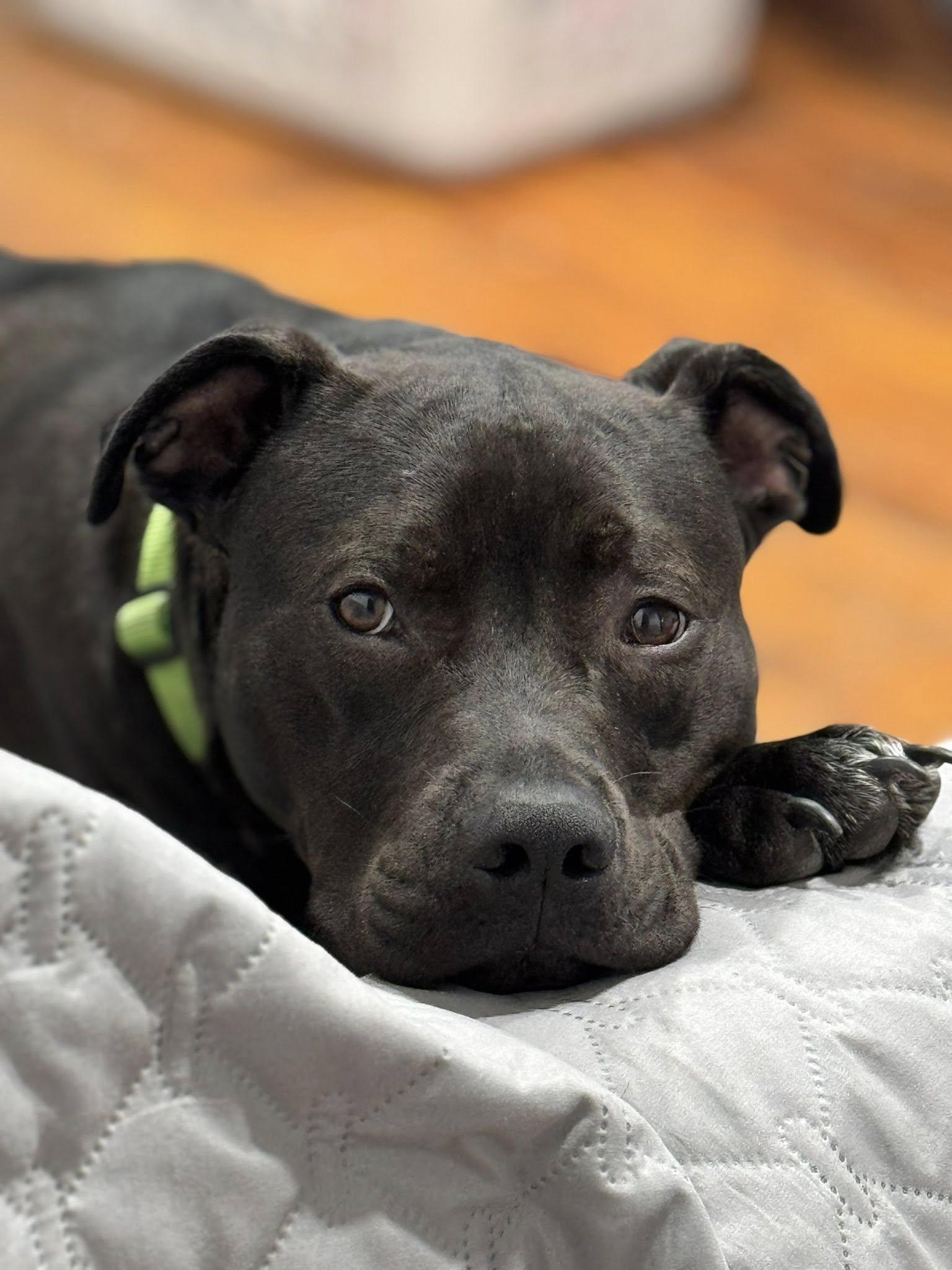 RAIN, a Adoptable Staffordshire Bull Terrier in Holbrook, NY image 1/3