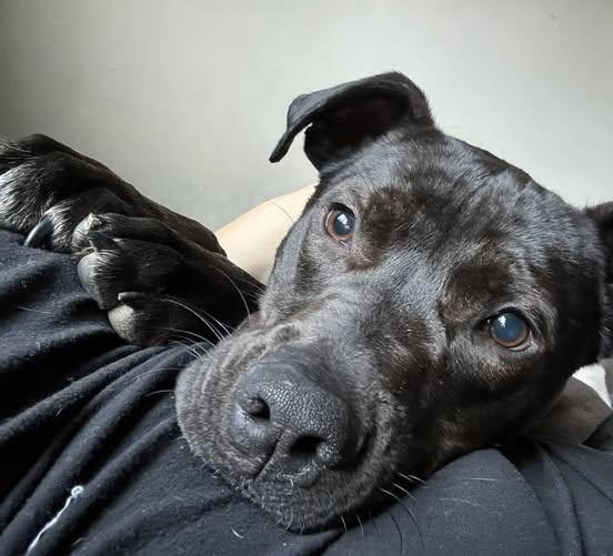 RAIN, a Adoptable Staffordshire Bull Terrier in Holbrook, NY image 2/3