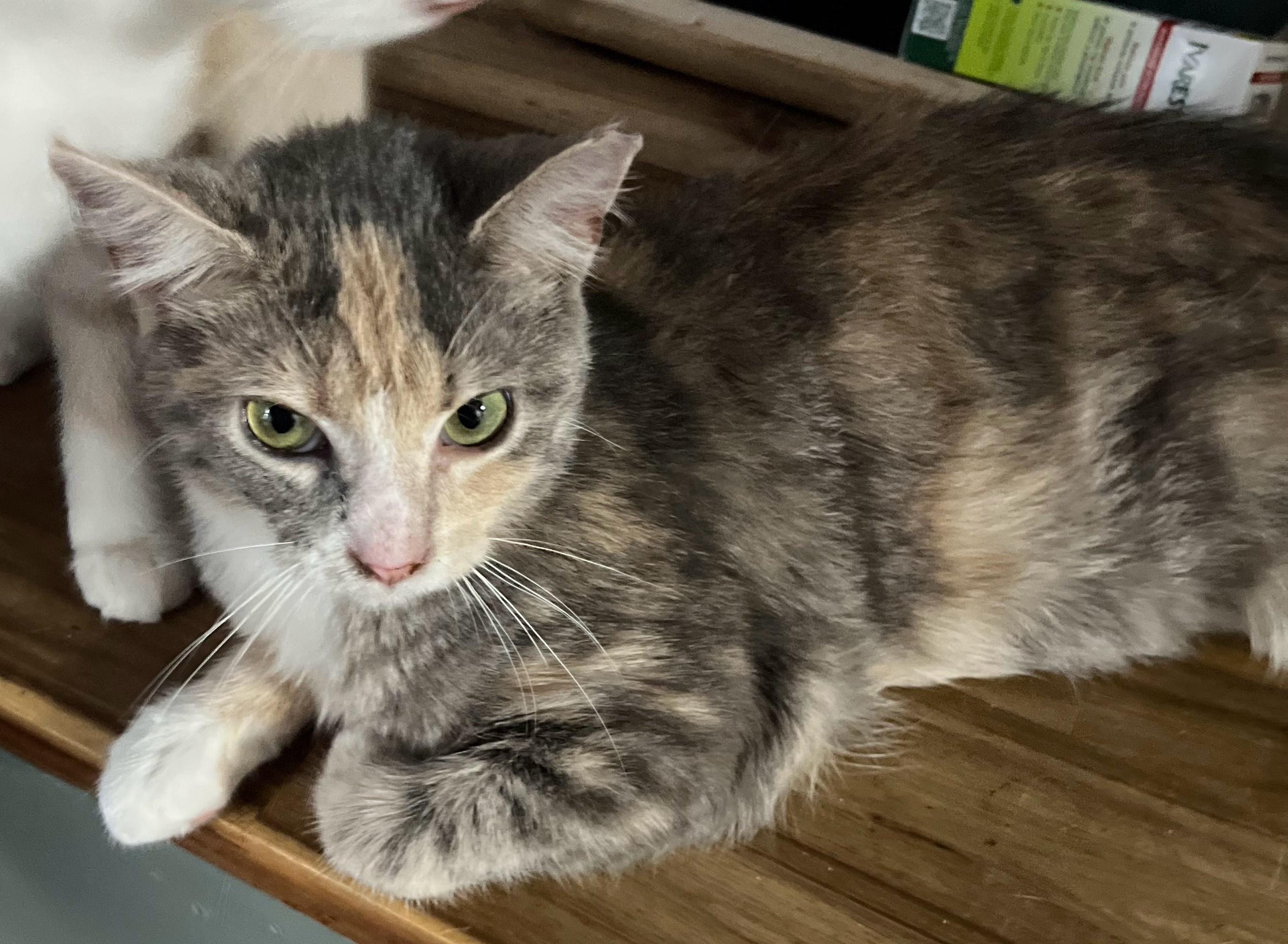 Enlarge Juju, a Adoptable Domestic Short Hair in Malden, MA image 1/3