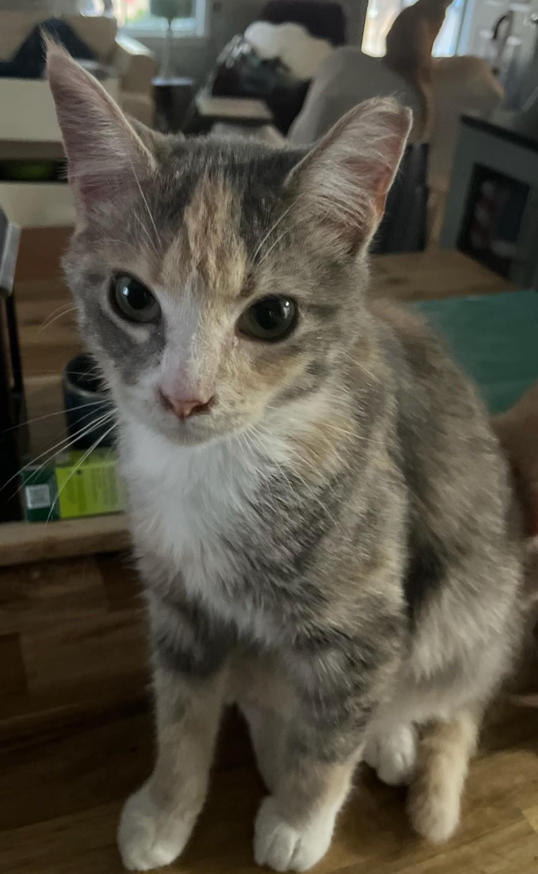 Enlarge Juju, a Adoptable Domestic Short Hair in Malden, MA image 2/3