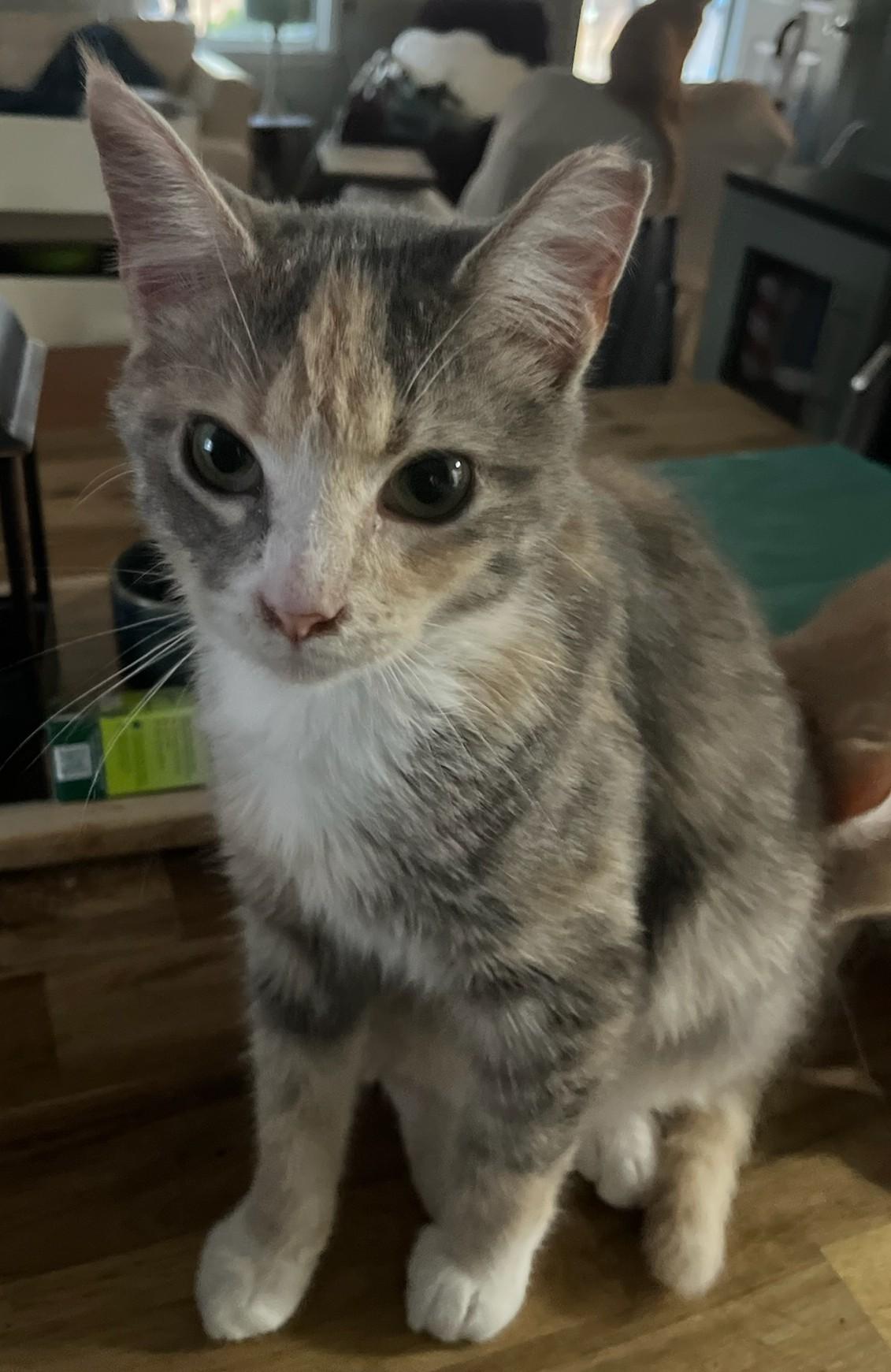 Enlarge Juju, a Adoptable Domestic Short Hair in Malden, MA image 3/3