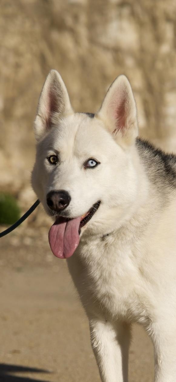 Tucker, Adoptable, Adult Male Husky & German Shepherd Dog.
