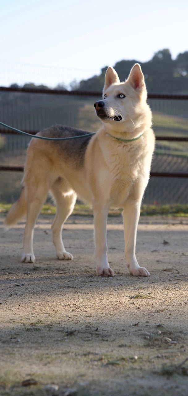 Enlarge Tucker, a Adoptable mixed breed in Templeton, CA image 3/4