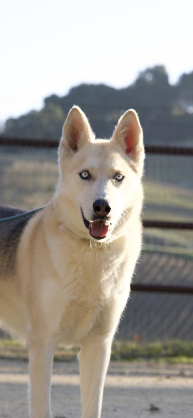 Tucker, Adoptable, Adult Male Husky & German Shepherd Dog.