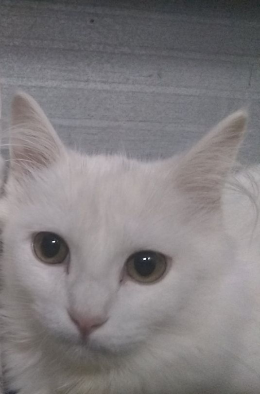 Enlarge Queen Galena, a Adoptable mixed breed in GUERNSEY, WY image 1/2