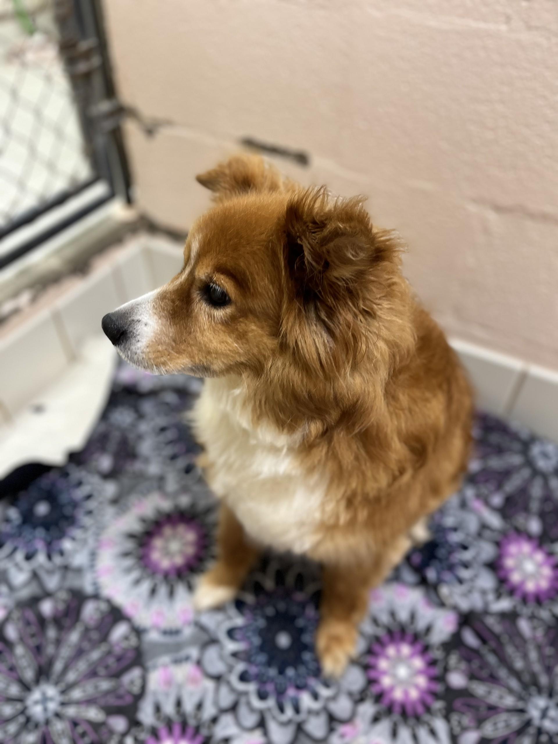Max, an adopted mixed breed in Upper Sandusky, OH image 3/4