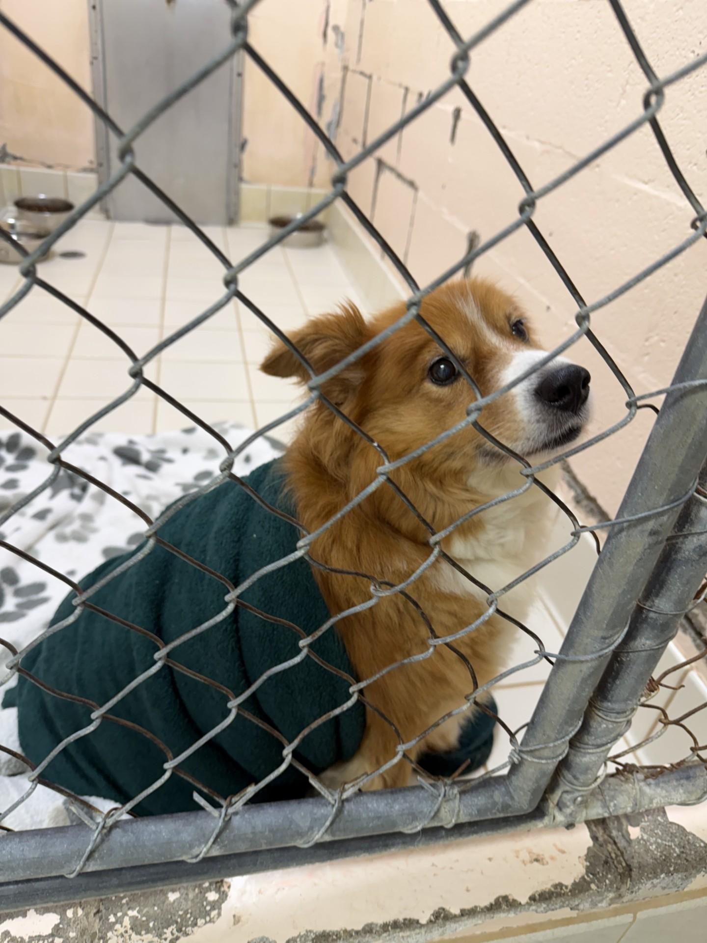 Max, an adopted mixed breed in Upper Sandusky, OH image 4/4
