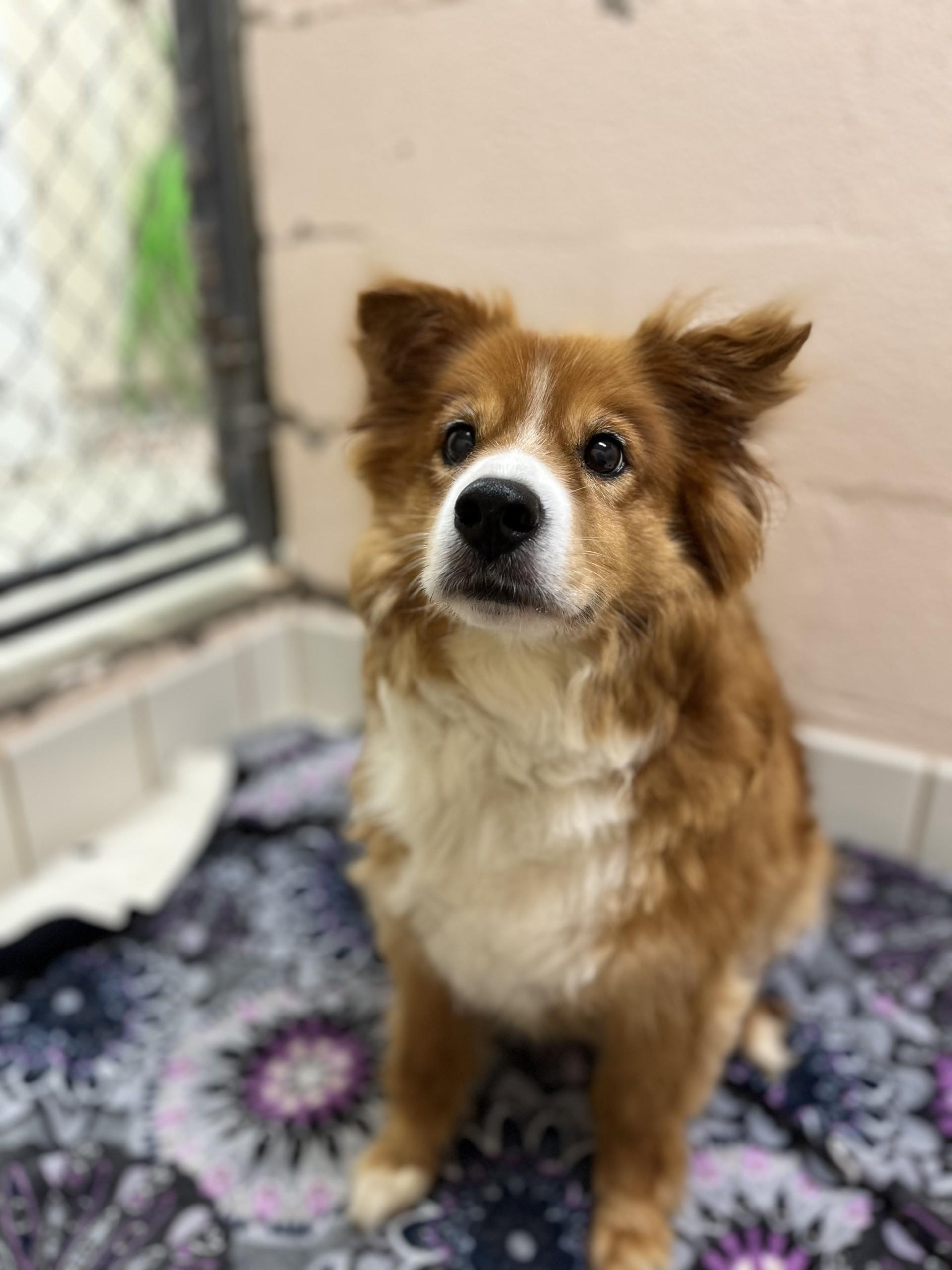 Max, adopted, Senior Male Shepherd.