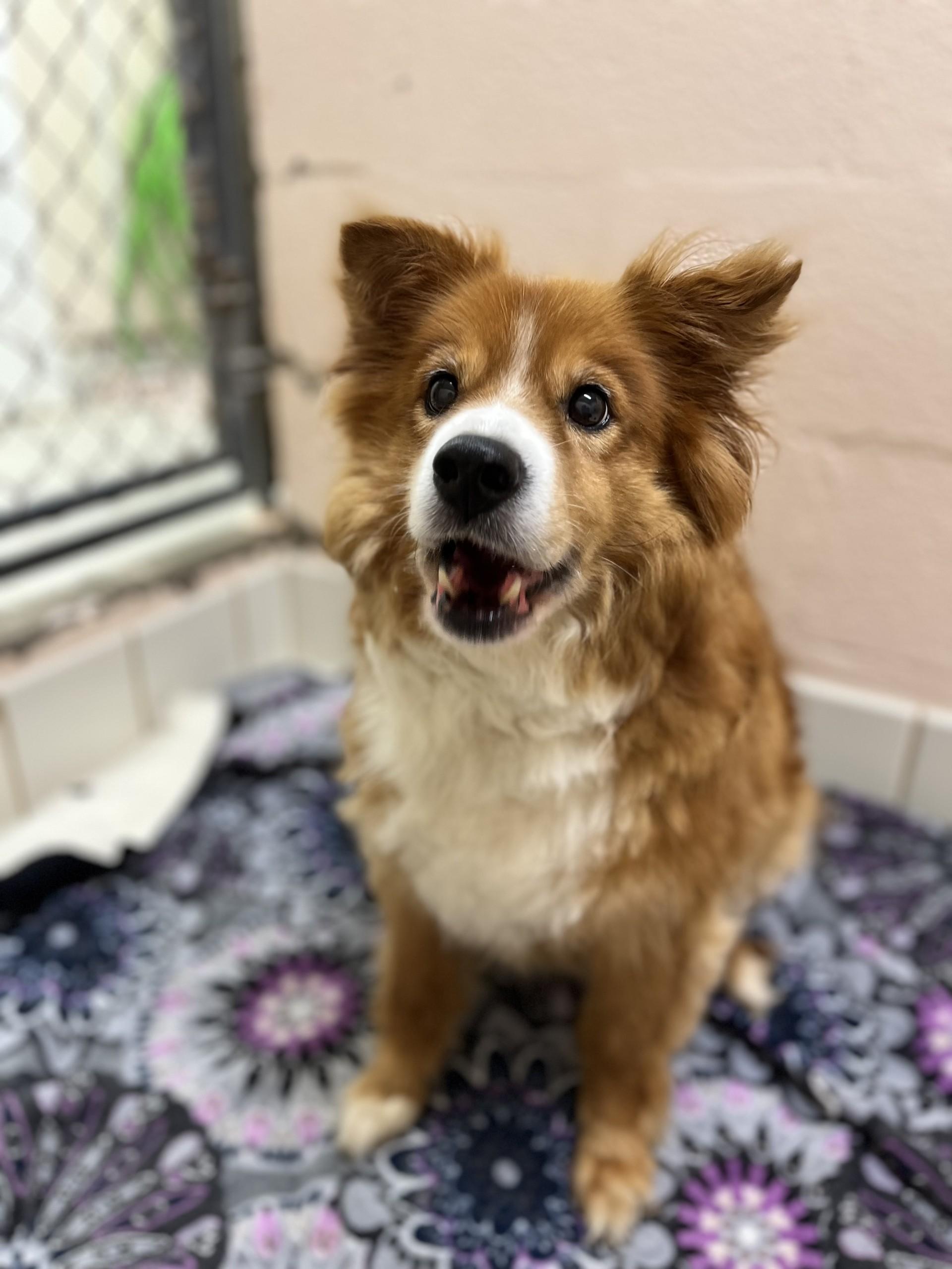 Max, an adopted mixed breed in Upper Sandusky, OH image 2/4