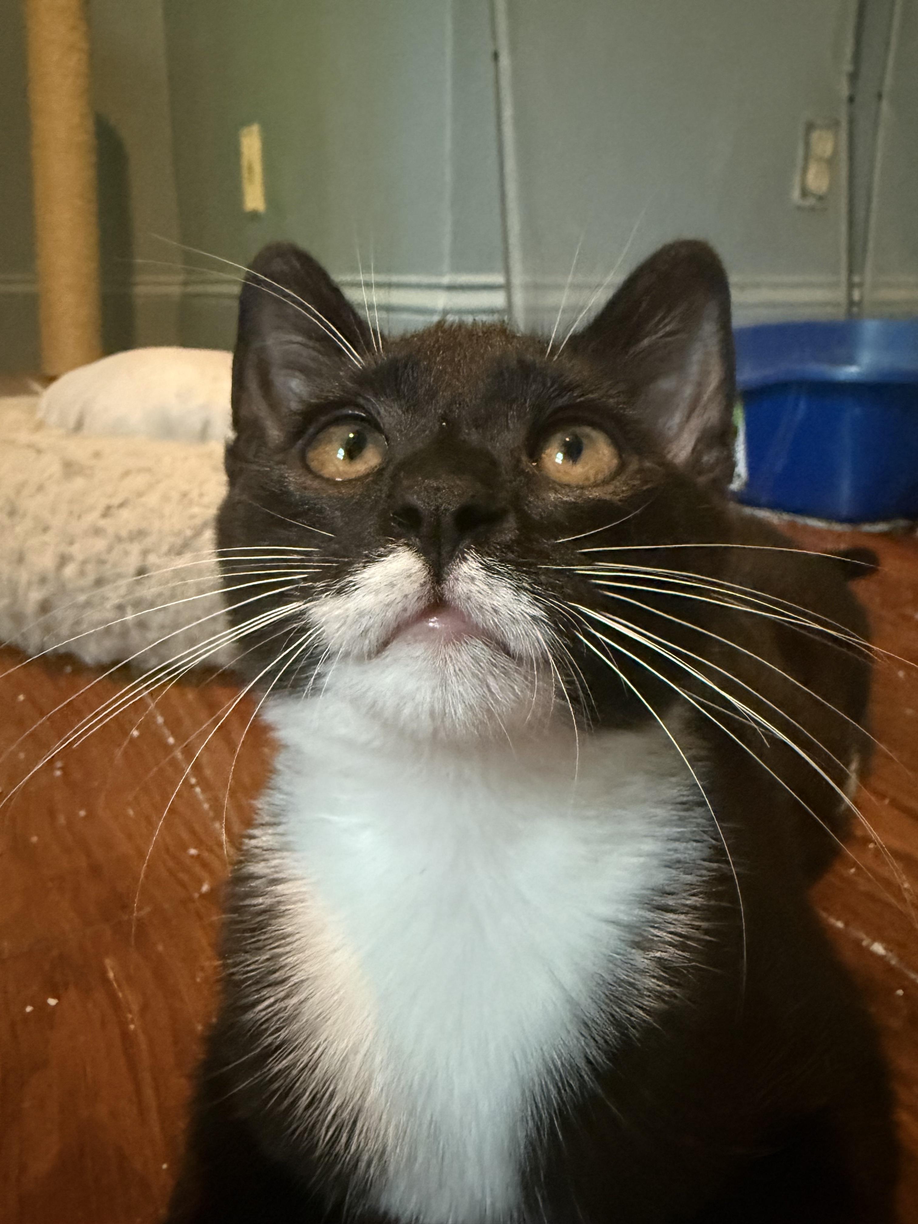 Bunsen Burner - Athens, GA, a Adoptable mixed breed in Athens, GA image 3/6