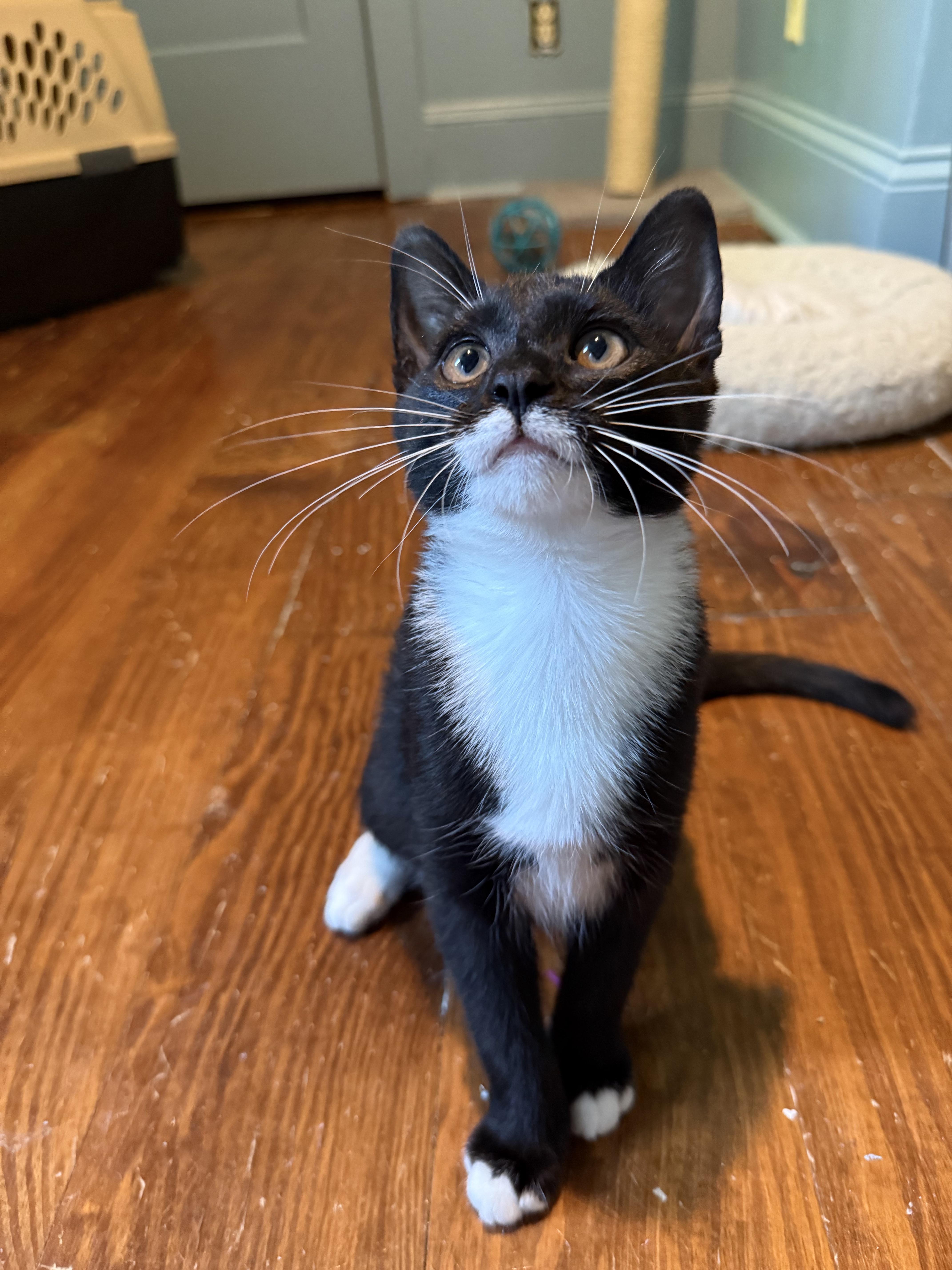 Bunsen Burner - Athens, GA, a Adoptable mixed breed in Athens, GA image 4/6