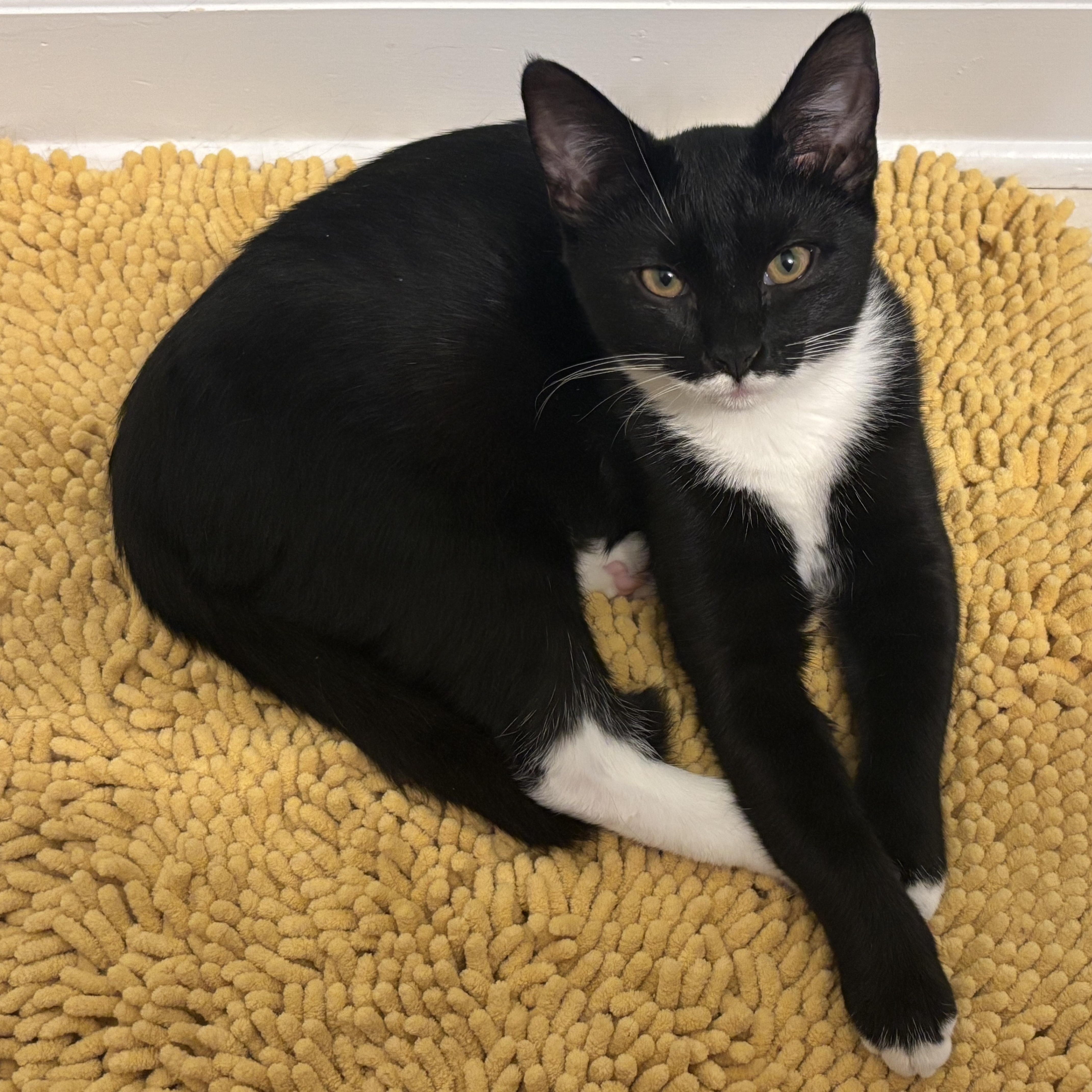 Bunsen Burner - Athens, GA, a Adoptable mixed breed in Athens, GA image 1/6