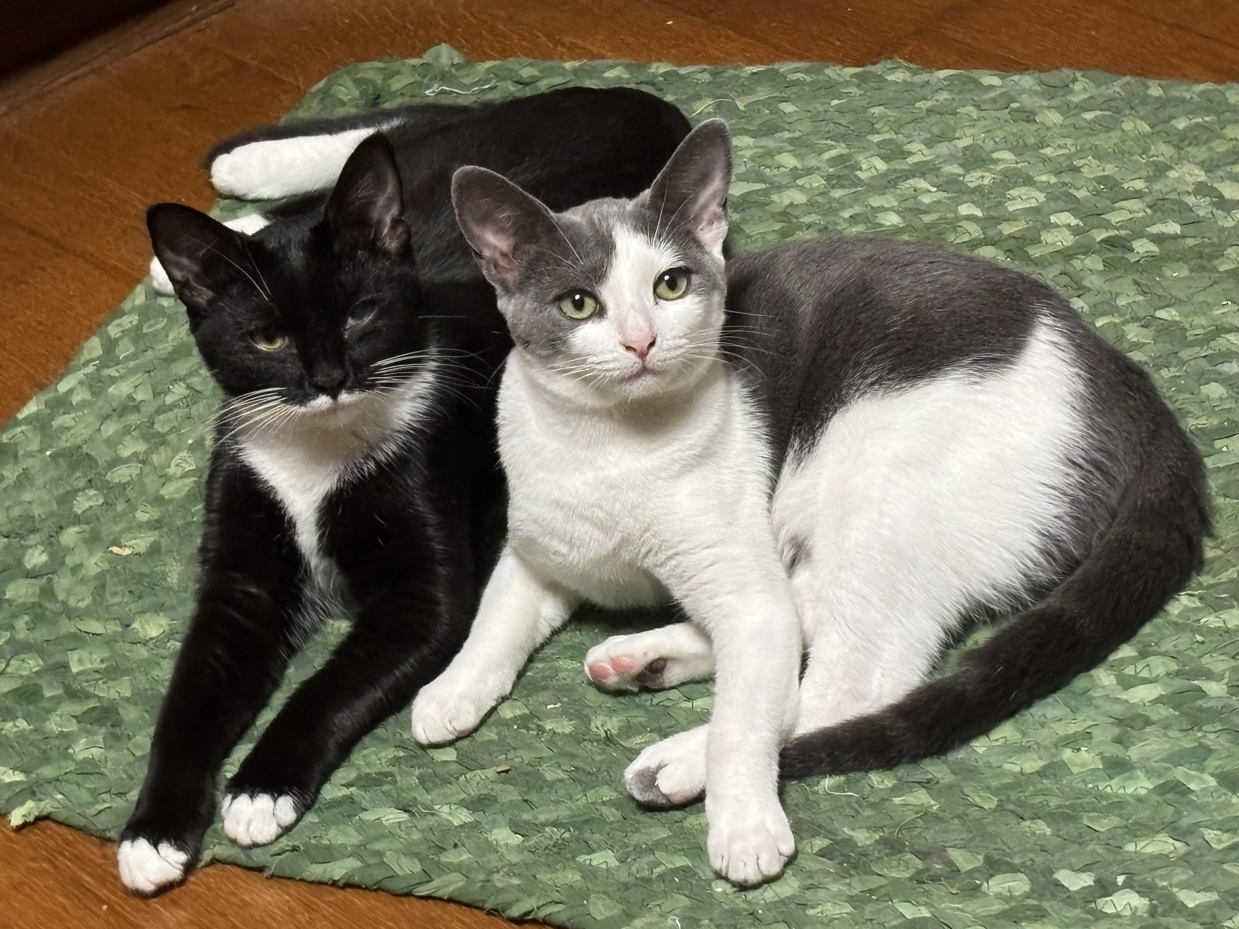 Bunsen Burner - Athens, GA, a Adoptable mixed breed in Athens, GA image 2/6