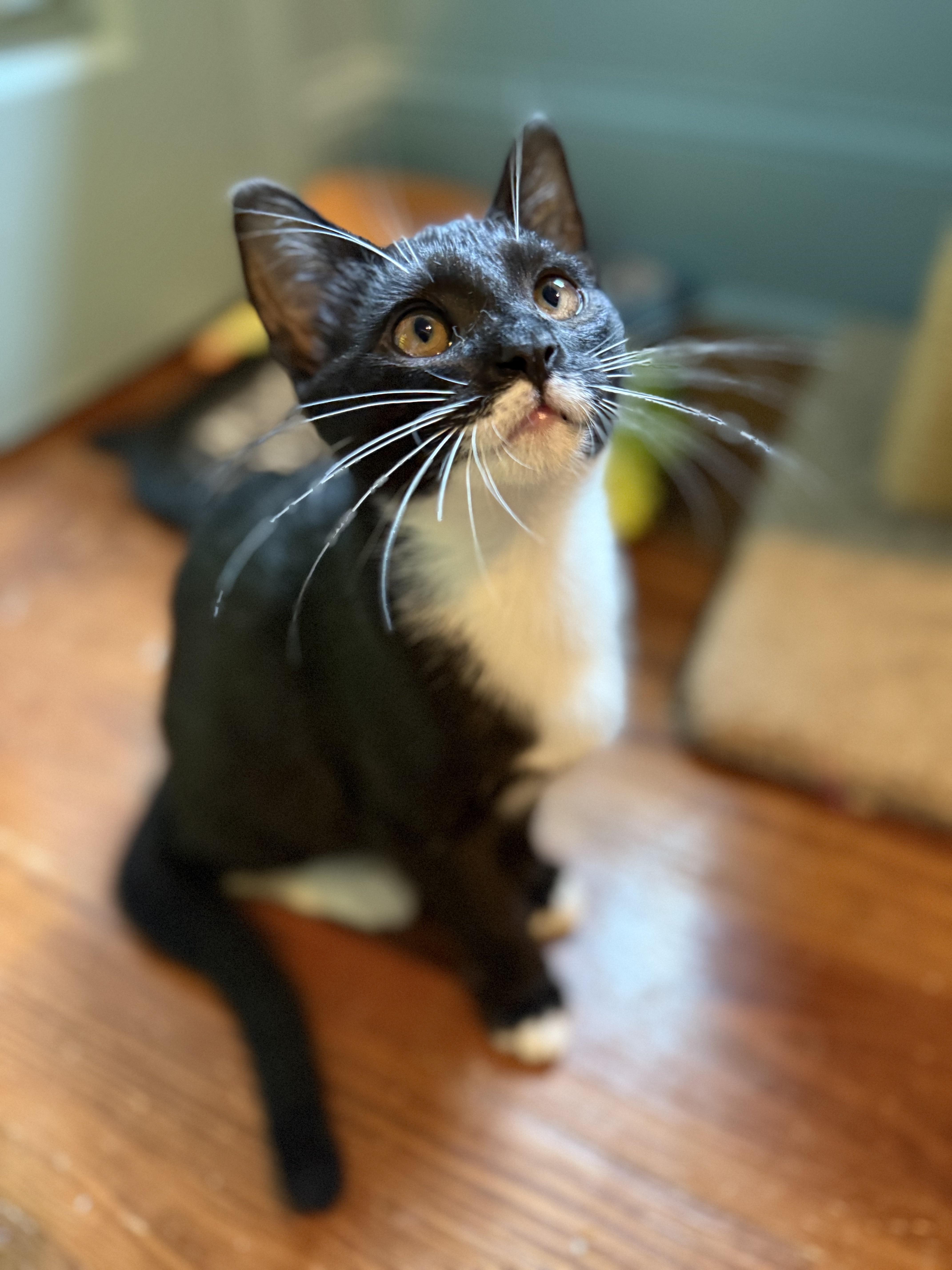 Bunsen Burner - Athens, GA, a Adoptable mixed breed in Athens, GA image 5/6