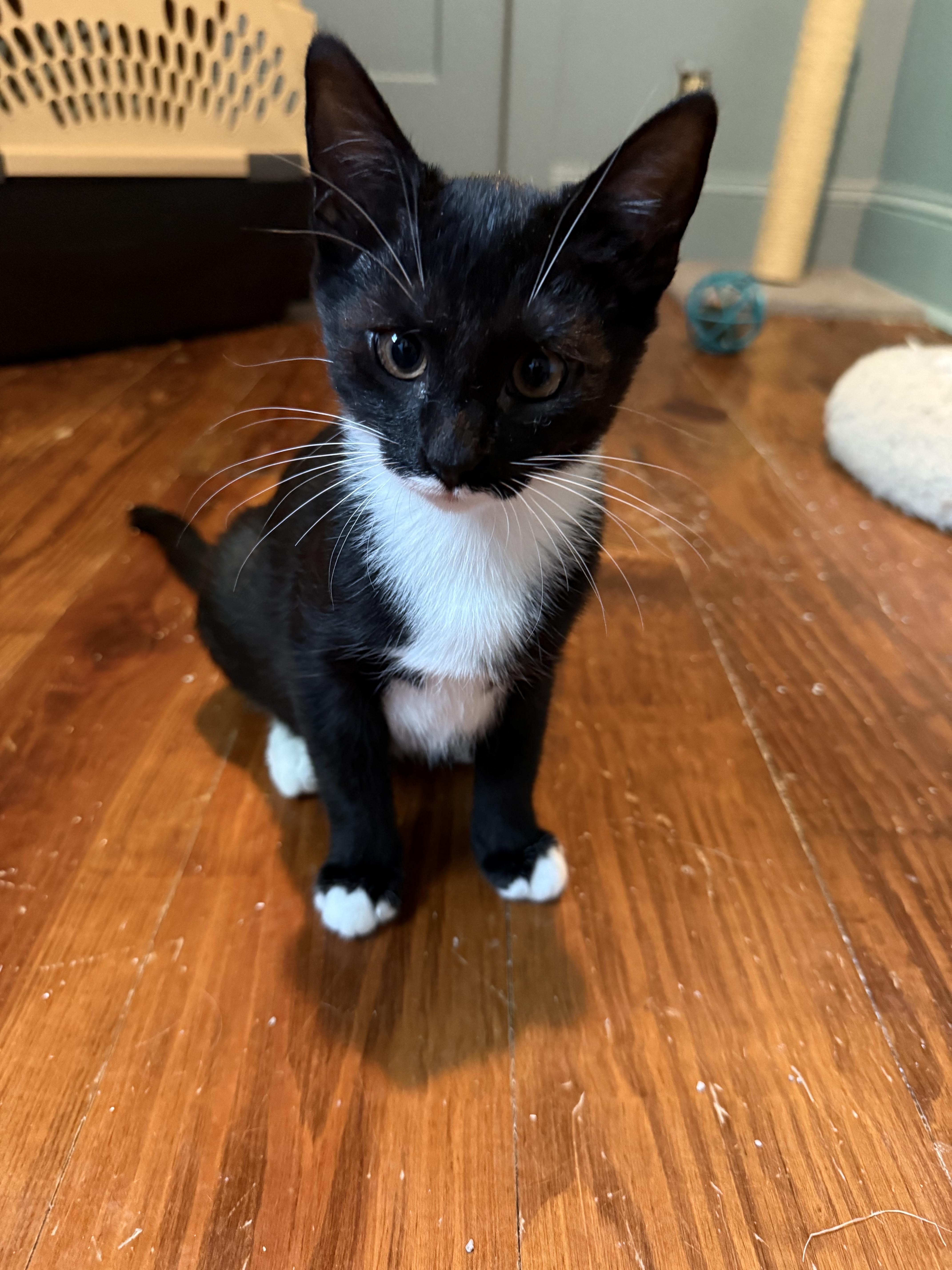Bunsen Burner - Atlanta, GA, Adoptable, Young Female Domestic Short Hair & Tuxedo.