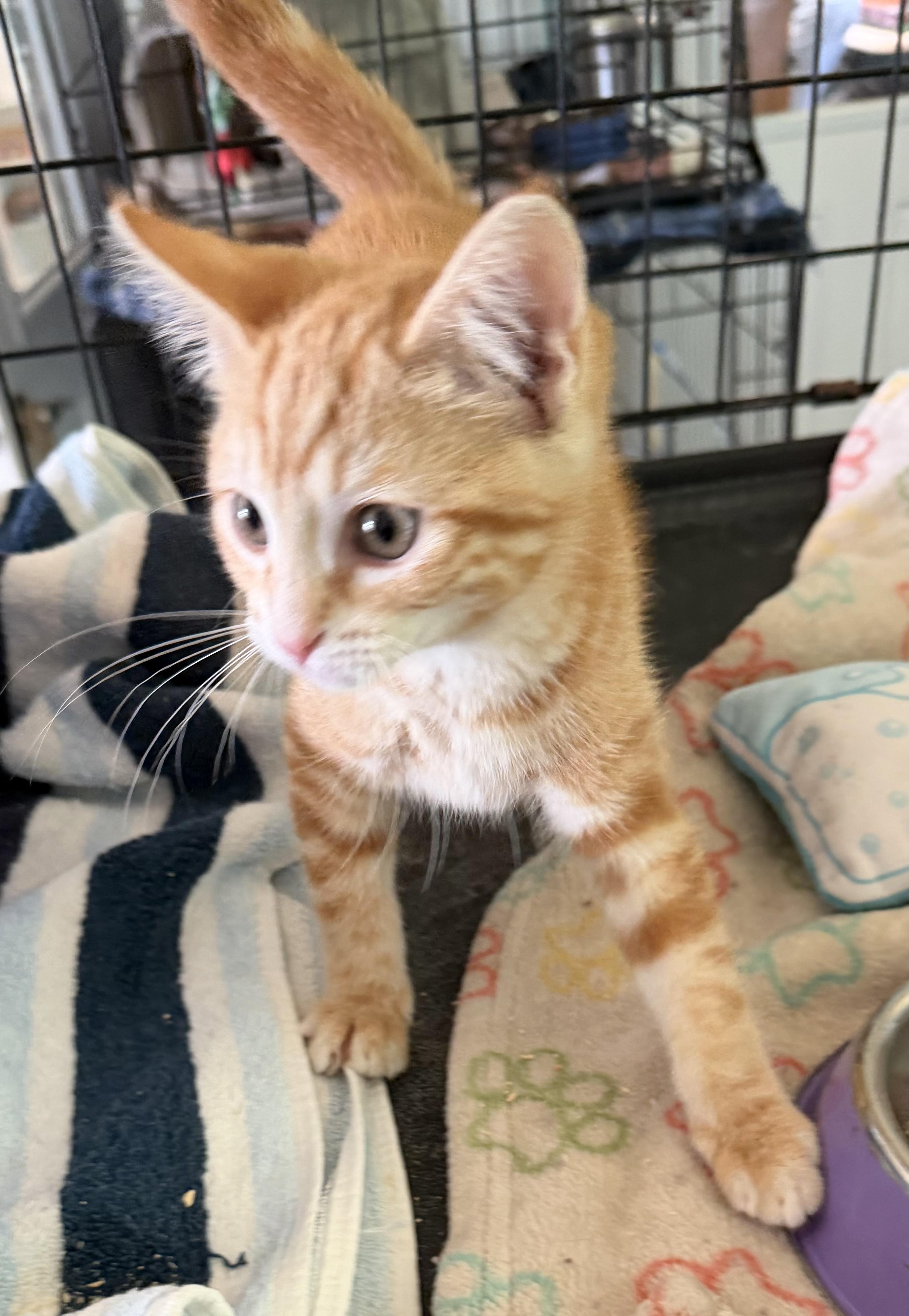 Rarity, an adopted Domestic Short Hair in Warren, OH image 5/5