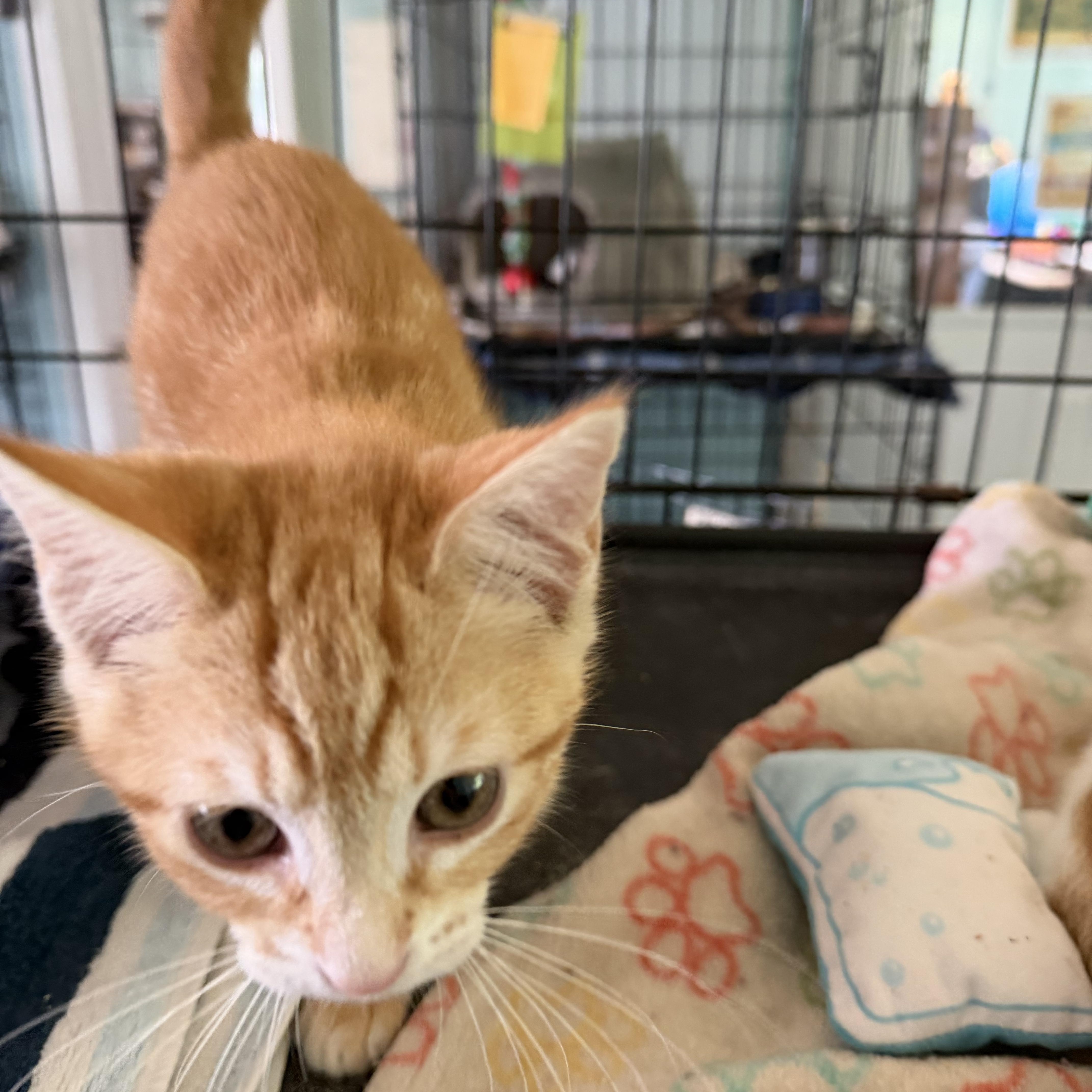 Rarity, an adopted Domestic Short Hair in Warren, OH image 4/5