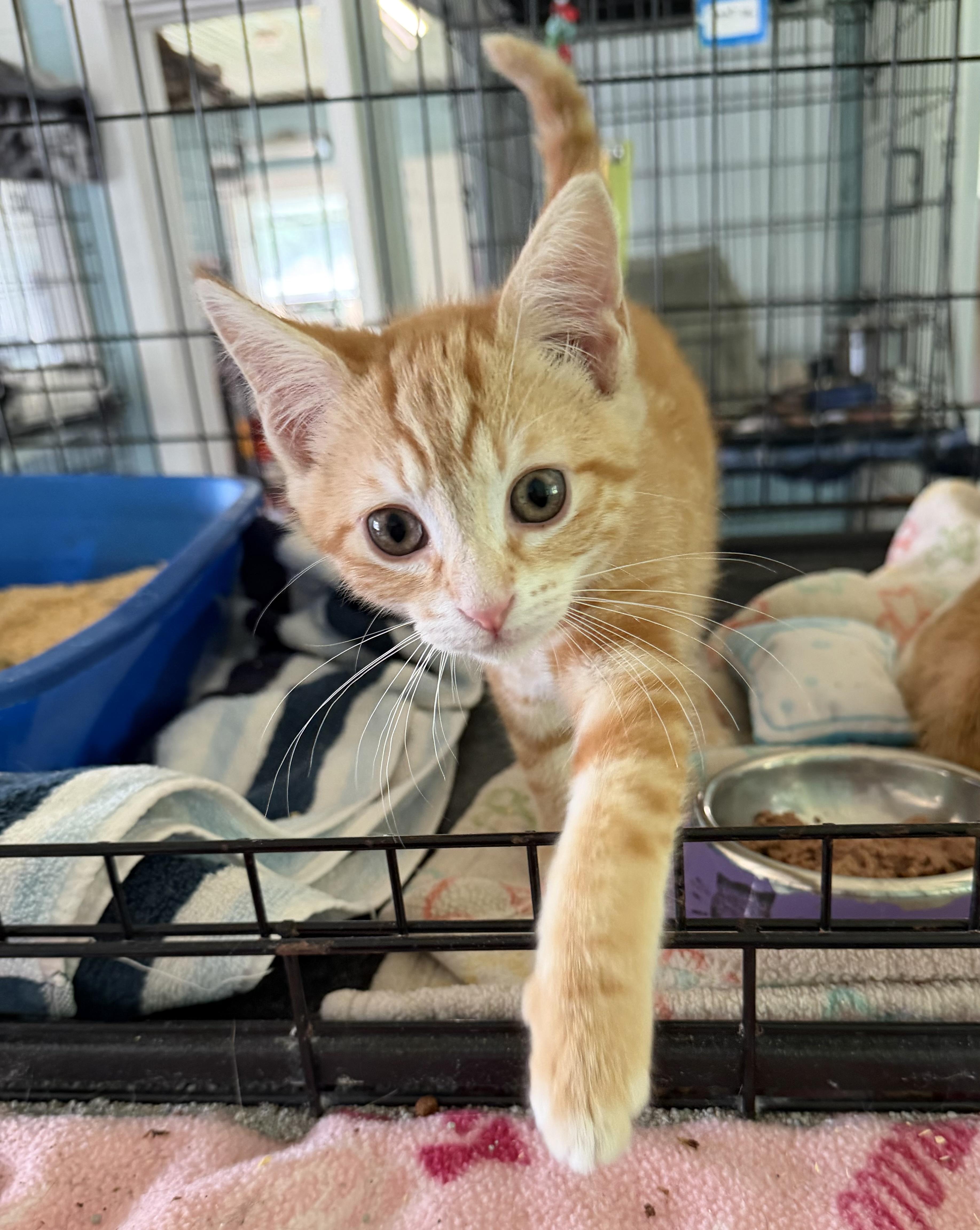 Rarity, adopted, Kitten Female Domestic Short Hair.