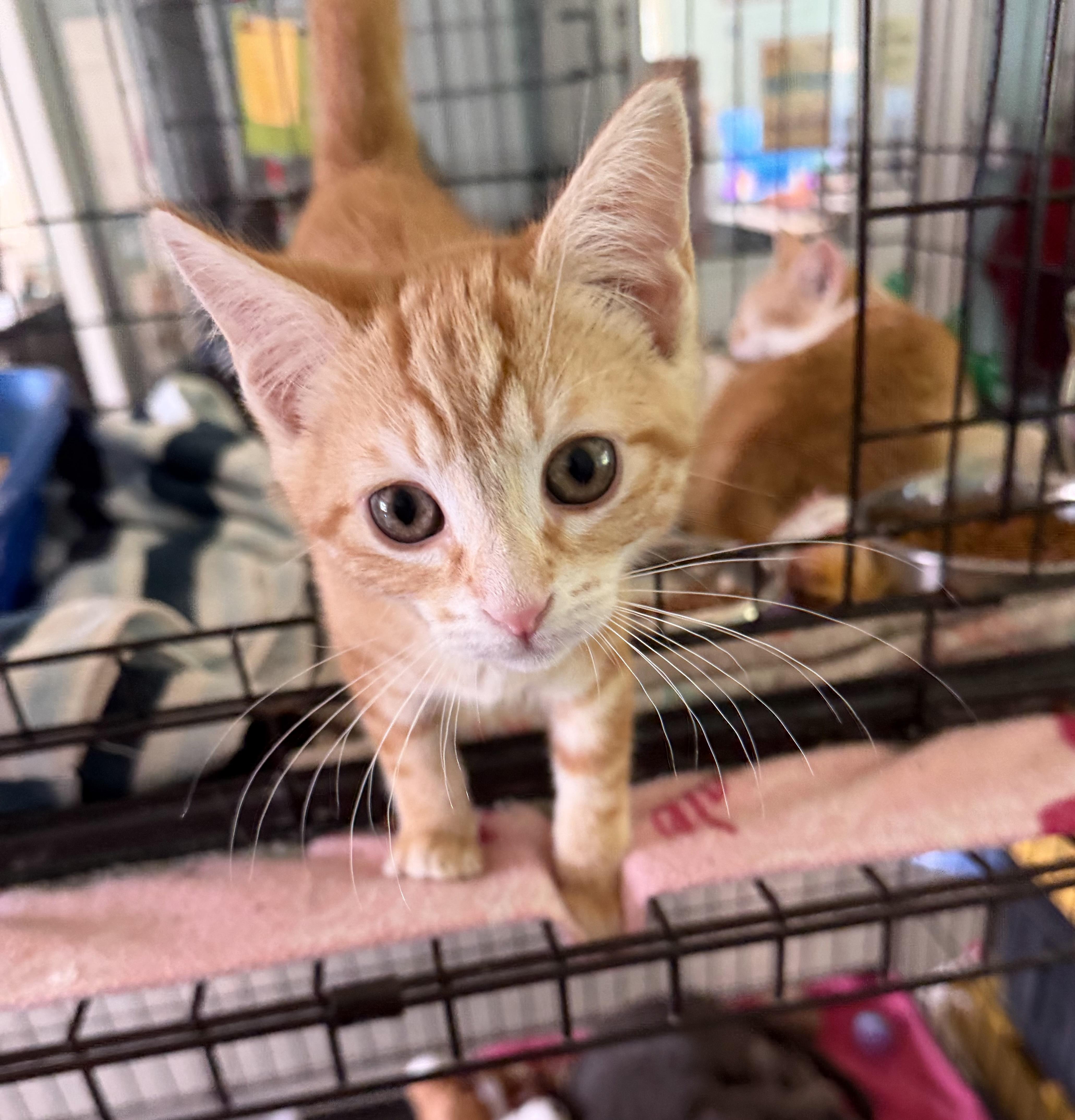 Rarity, an adopted Domestic Short Hair in Warren, OH image 3/5