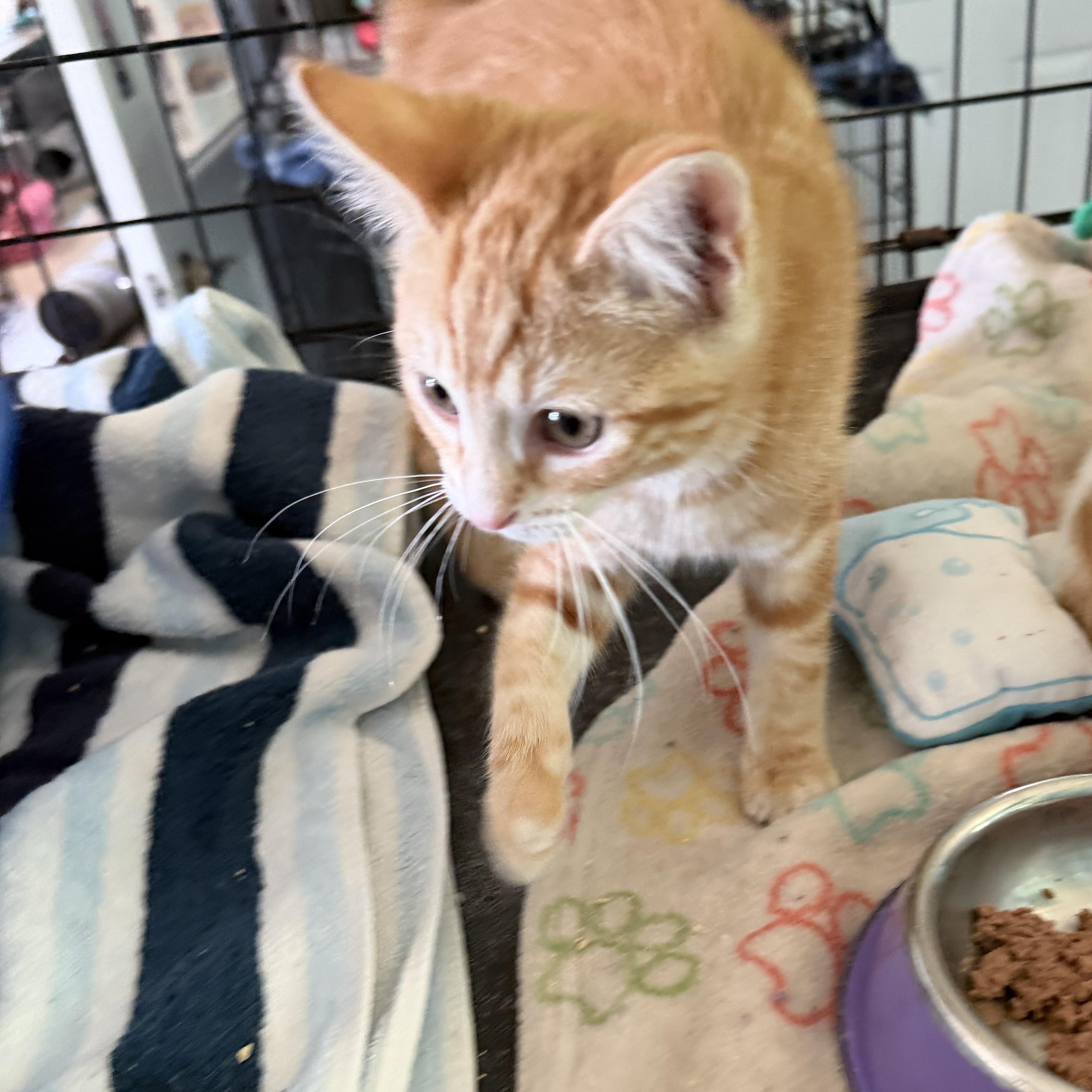 Rarity, an adopted Domestic Short Hair in Warren, OH image 2/5