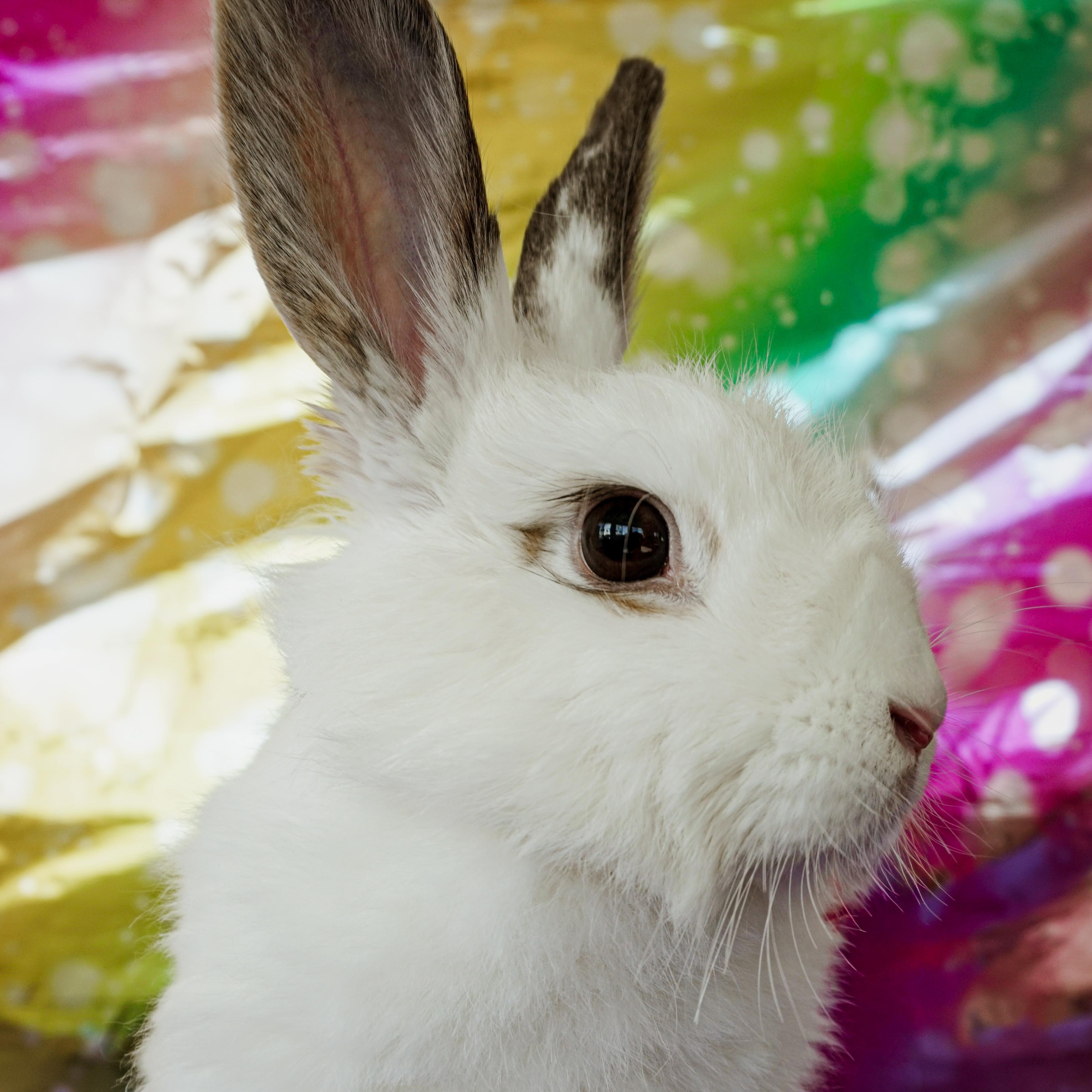 Enlarge Zuzu, a ADOPTABLE mixed breed in Long Beach, CA image 3/3